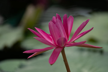 Fototapeta premium 睡蓮