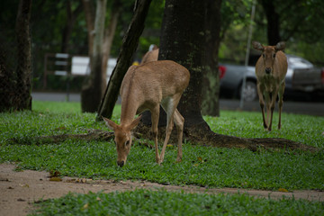 Naklejka na ściany i meble Group of Eld's deer, Thamin, Brow-antlered deer in Zoologigal Park, Thailand