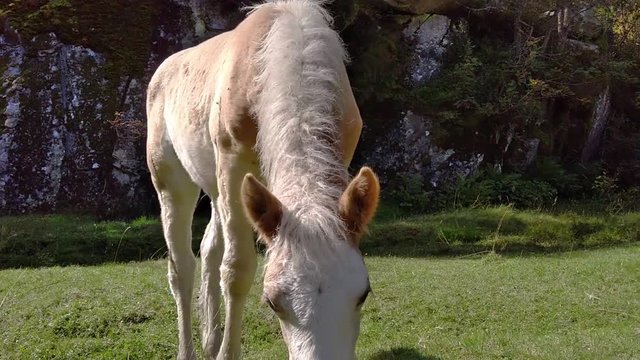 A Haflinger horse grazes the grass in a meadow and looks up while looking at the camera in Trentino in the Adamello Park, Dolomiti del Brenta