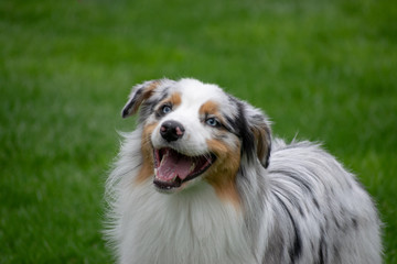 Australian Shepherd 