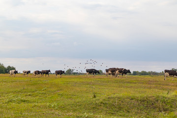 Fototapeta premium A herd of cows returns in the evening to the farm, across the field