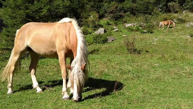 A Haflinger horse grazes the grass in a Trentino meadow in the Adamello Park, Dolomiti del Brenta