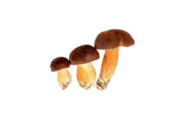 Podgrzybki na białym tle © SebbPL