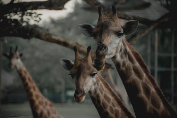Front on view of a giraffe against green foliage and blue sky background.  J