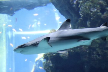 Fototapeta premium Requin