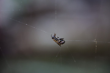 bee caught in spider web