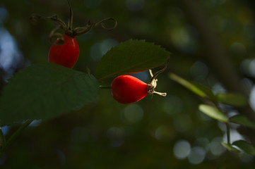 dog rose fruit