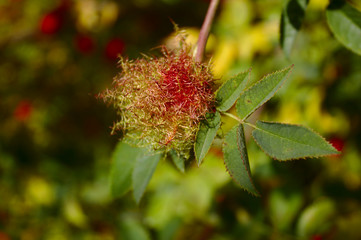 dog rose stem