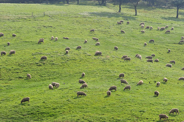  Sheep on the Korean pasture 