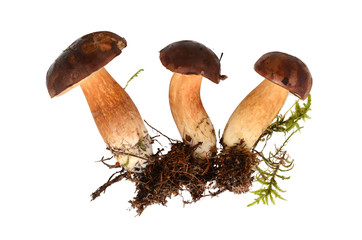 Podgrzybki z korzeniami na białym tle © SebbPL