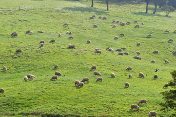  Sheep on the Korean pasture 