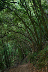 Fototapeta na wymiar Mysterious path through a green forest