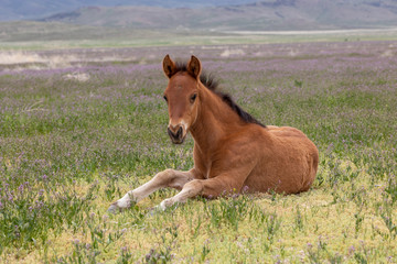 Cute Wild Horse Foal in Utah in Spring