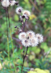 Fluffy heads of salsify (Tragopogon) with ripened seeds in autumn.