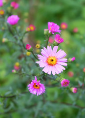 Perennial aster with pink flowers on a flowerbed in the garden, macro photo.
