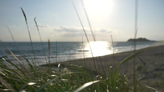 海岸の草原風景