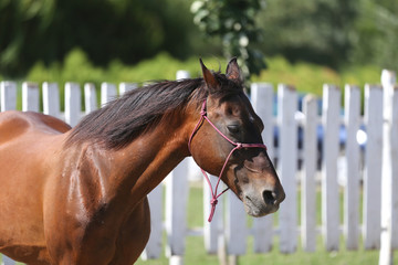 Naklejka premium Head shot of a purebred saddle horse in a riding school