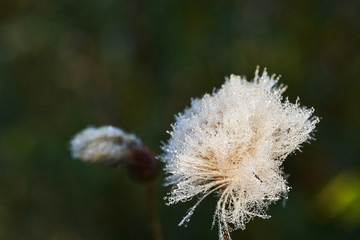 Plant with morning dew drops on the flower