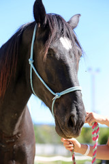 Head shot of a purebred saddle horse in a riding school