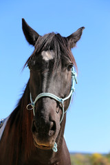 Head shot of a purebred saddle horse in a riding school