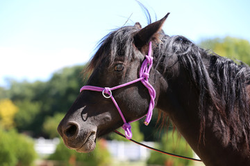 Head shot of a purebred saddle horse in a riding school