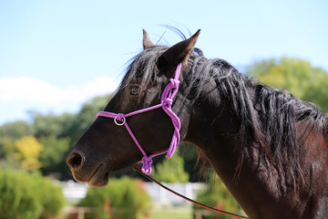 Head shot of a purebred saddle horse in a riding school
