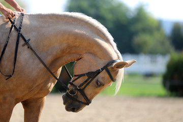 Head shot of a purebred saddle horse in a riding school