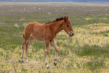 Fototapeta premium Cute Wild Horse Foal in Utah in Spring