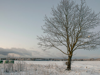 Alone frozen tree in the field, twilight, early winter morning, beautiful colored sky