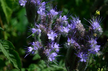 Fluffy flower Phacelia blue honey plant in the garden