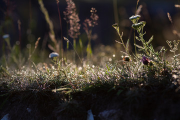 Fototapeta premium flowers in the forest
