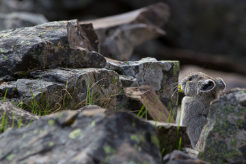 Pika in the Canadian rocky mountains