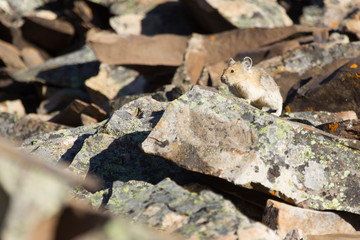 Pika in the Canadian rocky mountains