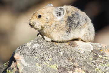 Pika in the Canadian rocky mountains