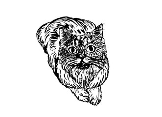 Graphical fluffy cat isolated on white background,vector illustration