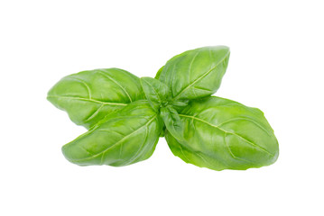 Basil leaf isolated on white background, close up. Fresh basil herb.