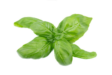 Basil leaf isolated on white background, close up. Fresh basil herb.