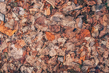Texture of dry dead autumn leaves on the ground
