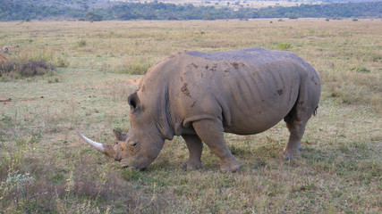 Fototapeta premium White rhino eating grass in Waterberg