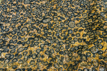 Orbicular granite in Atacama Desert at Caldera, Chile. There are just a few places with this amazing granite formations that create amazing natural textured patterns with circles over granite rock