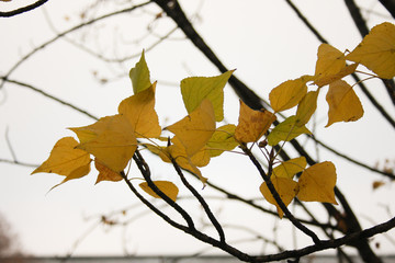 leaf