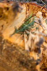 Green coniferous branch on tree cut
