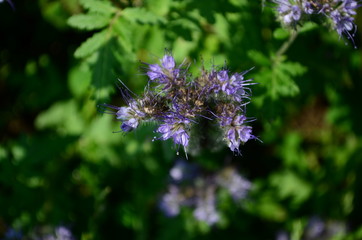 Fluffy flower Phacelia blue honey plant in the garden