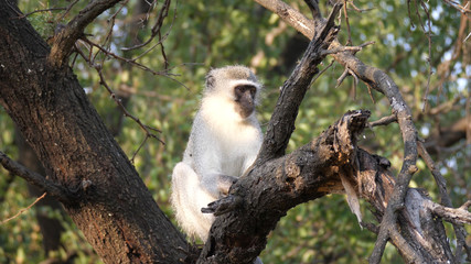 Vervet monkey in a tree