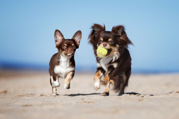 two chihuahua dogs happy playing together on the beach