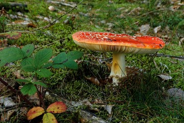 Amanita muscaria mushroom in the thuringian forest
