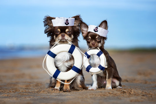 two chihuahua dogs on guard on the beach