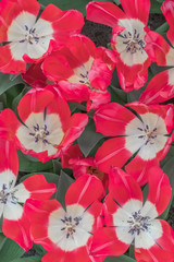 Fototapeta na wymiar Red tulips, top view. Natural background for design.