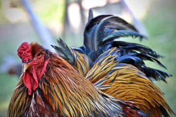 Rooster: Golden Brahma