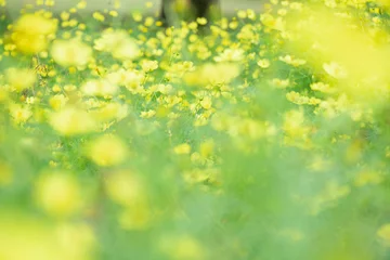 Fotobehang Goud Geel レモンブライト  © Kayoko Yajima
